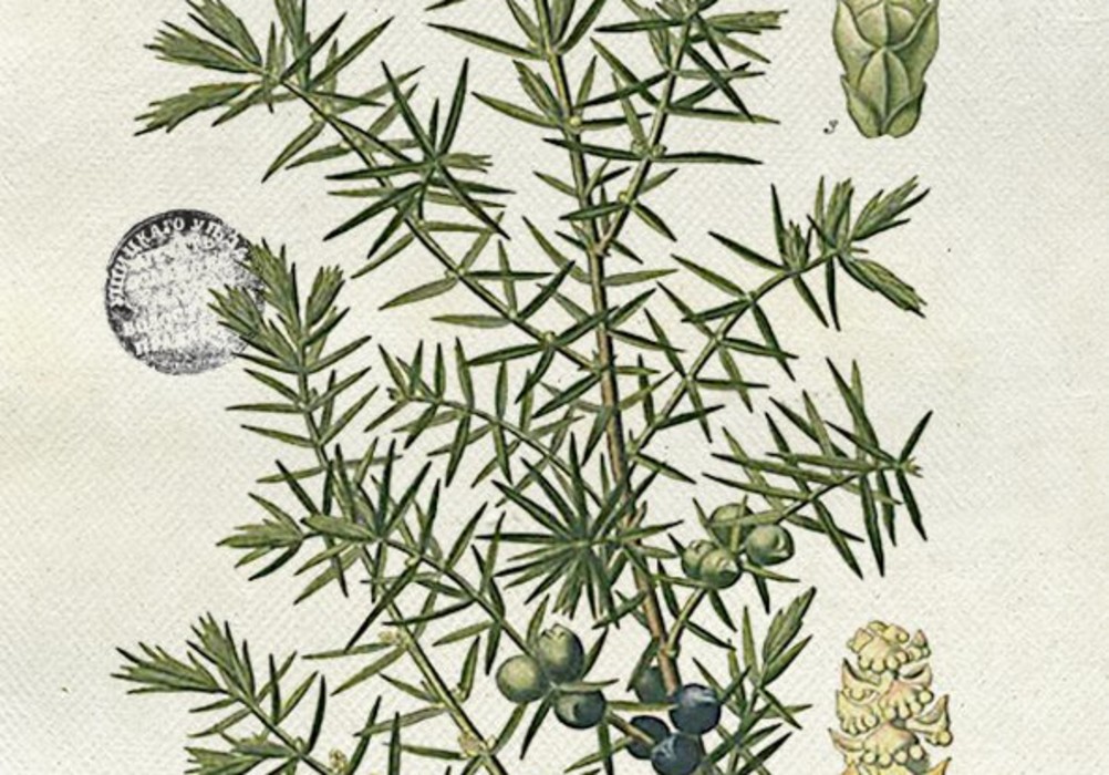 Juniper | Monkey 47 – Schwarzwald Dry Gin