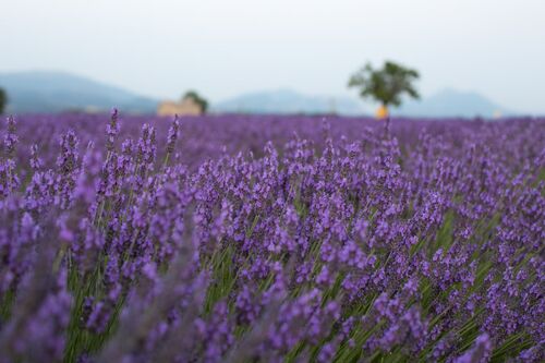 Lavender Honeysuckle Essential Oil - Little Mount Lavender Company