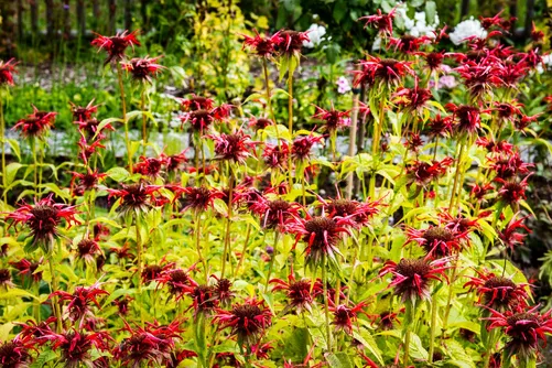 Scarlet monarda flowers in bloom