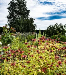 Botanical garden with flowering monarda at the Monkey 47 distillery