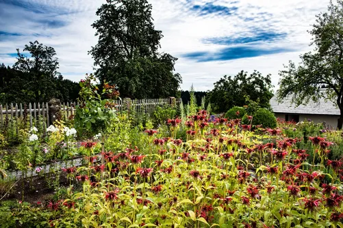 Botanical garden with flowering monarda at the Monkey 47 distillery