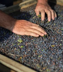 Hand spreading juniper berries in a wooden tray