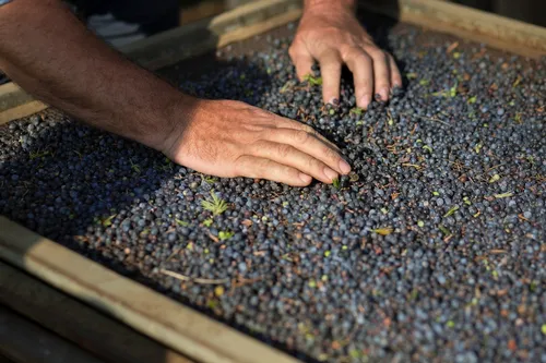 Hand spreading juniper berries in a wooden tray