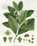 Botanical illustration of allspice (Pimenta dioica)