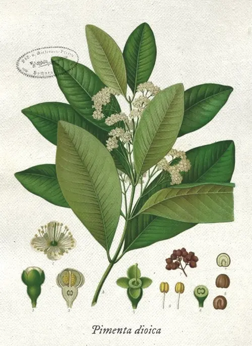 Botanical illustration of allspice (Pimenta dioica)