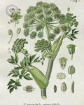 Botanical illustration of angelica (Angelica archangelica)