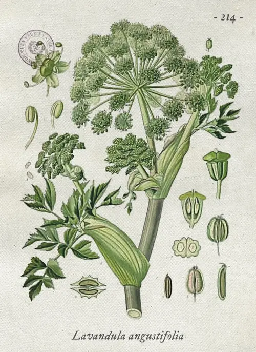 Botanical illustration of angelica (Angelica archangelica)
