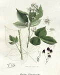 Botanical illustration of blackberry (Rubus fruticosus)