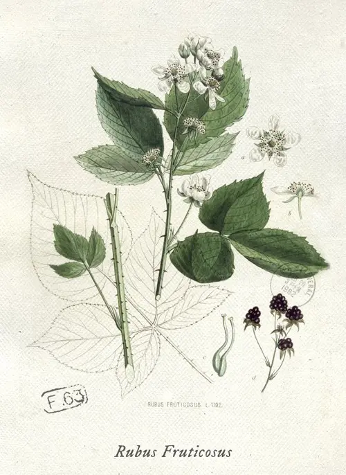 Botanical illustration of blackberry (Rubus fruticosus)