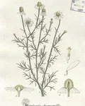 Botanical illustration of camomile