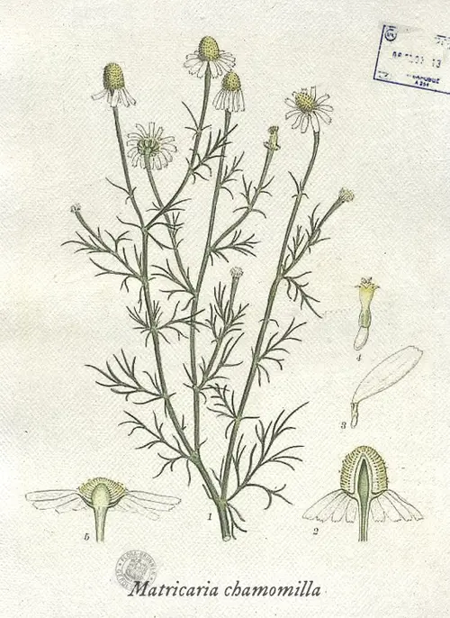 Botanical illustration of camomile