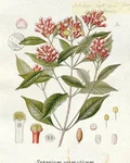 Botanical illustration of cloves (Syzygium aromaticum)