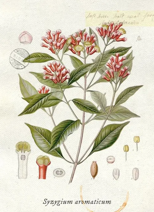 Botanical illustration of cloves (Syzygium aromaticum)