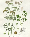 Botanical illustration of coriander