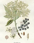 Botanical illustration of elderberry (Sambucus)