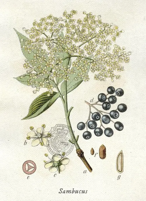 Botanical illustration of elderberry (Sambucus)
