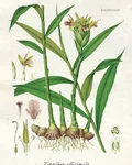 Botanical illustration of ginger (Zingiber officinale)
