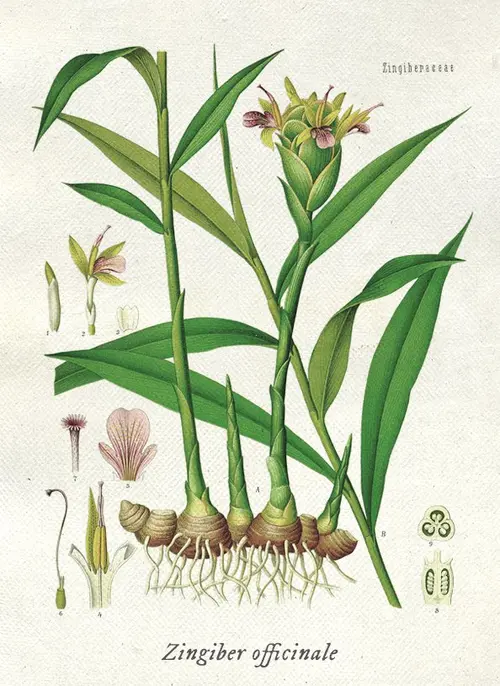 Botanical illustration of ginger (Zingiber officinale)
