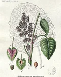 Botanical illustration of grains of paradise