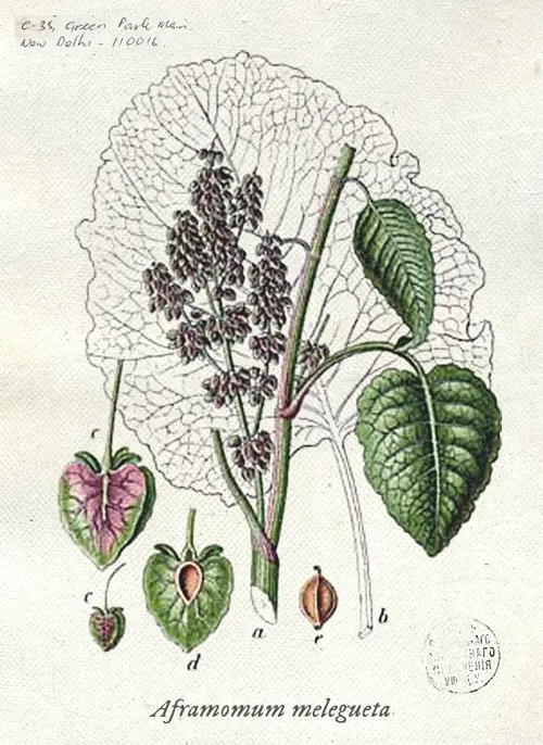 Botanical illustration of grains of paradise