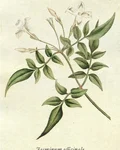 Botanical illustration of jasmine (Jasminum officinale)