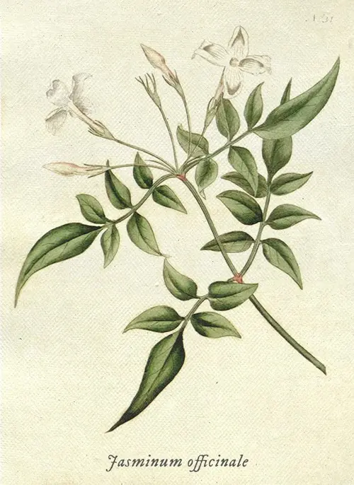 Botanical illustration of jasmine (Jasminum officinale)