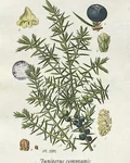 Botanical illustration of juniper