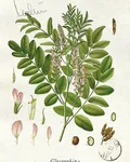 Botanical illustration of licorice (Glycyrrhiza)