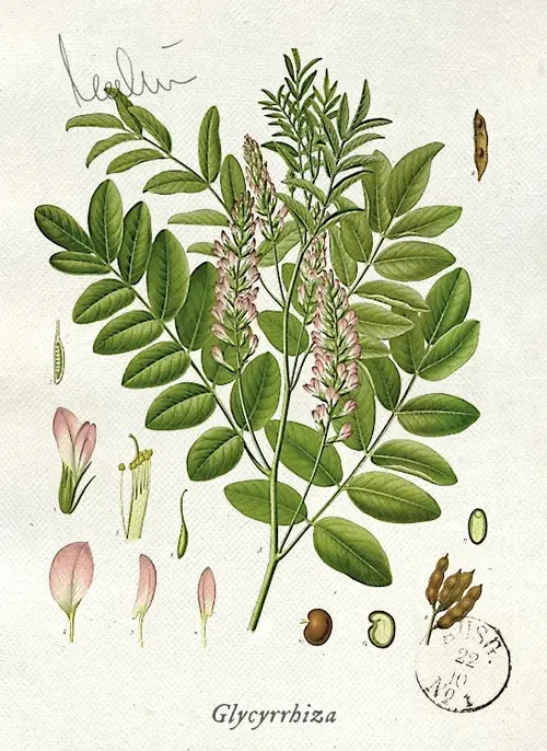 Botanical illustration of licorice (Glycyrrhiza)