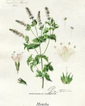 Botanical illustration of mint (Mentha)