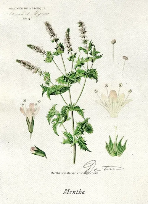 Botanical illustration of mint (Mentha)