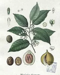 Botanical illustration of nutmeg (Myristica fragrans)