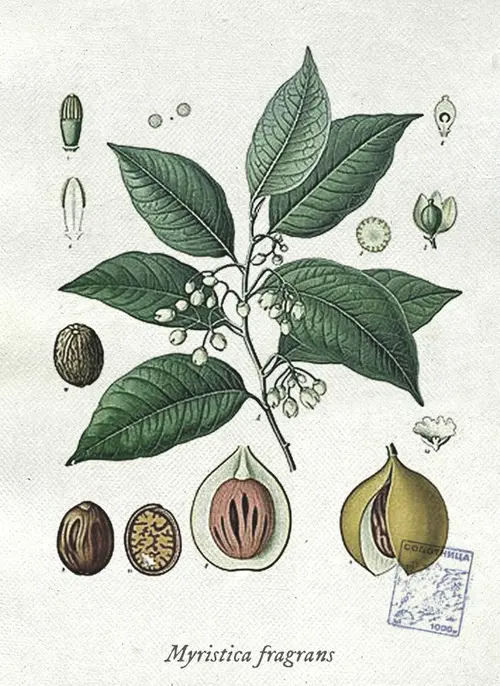 Botanical illustration of nutmeg (Myristica fragrans)
