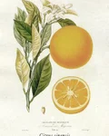 Botanical illustration of orange (Citrus sinensis)