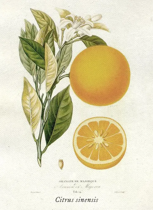 Botanical illustration of orange (Citrus sinensis)