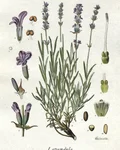 Botanical illustration of lavender