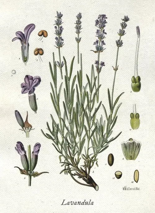 Botanical illustration of lavender