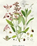 Botanical illustration of true sage (Salvia officinalis)