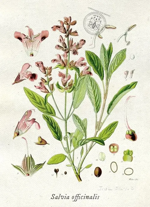 Botanical illustration of true sage (Salvia officinalis)