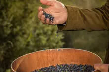 Hand scattering juniper berries into a wooden sieve
