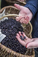Hands holding juniper berries over a basket