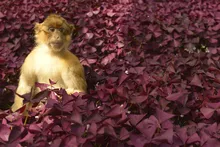 Barbary macaque among purple leaves