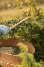 Harvesting juniper berries into a wooden sieve