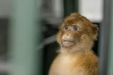 Barbary macaque looking at the camera