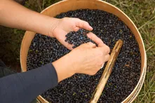 Hands sorting juniper berries in a wooden sieve