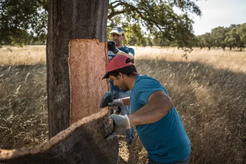 Workers harvesting cork bark with axes