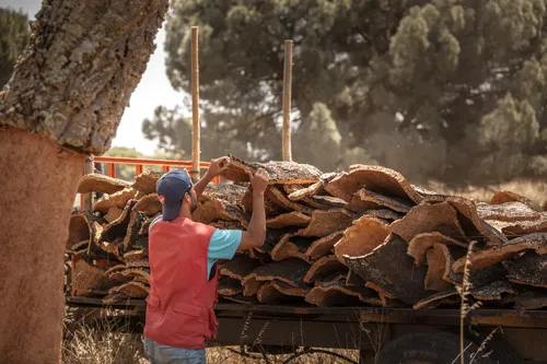 Worker loading stacks of cork bark