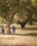 Workers stripping bark from a cork oak