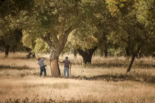 Workers stripping bark from a cork oak