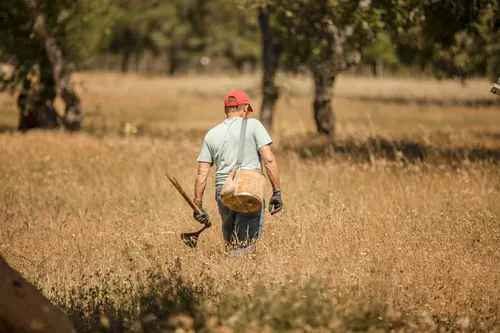 Cork harvester walking through a dry meadow with tools